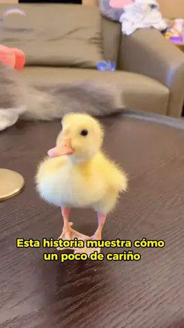 A warm and interesting story #animals #Foryou #Friendship #Us
