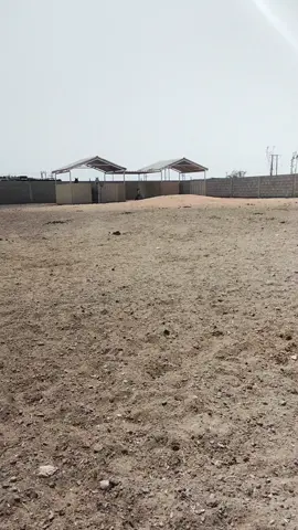 sultan 👑 shower 🚿 time 🥰#horselover 