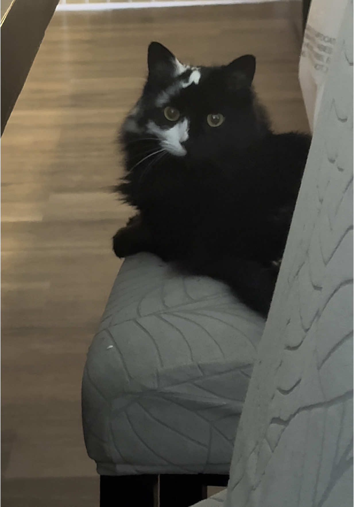 My work from home buddy ❤️ #vitiligo #blackcatsoftiktok #catlover #catmom 