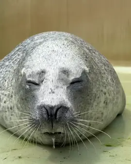 #とっかりセンター #アザラシランド #seal #silly #tokkaricenter #cute #fyp #foryoupage  Video from tokkaricenter_official. Today I'm Hana Jiro-chan It's been warm lately even cleaning the pool Covered in dust in the blink of an eye After a few days of cleaning the pool Even hearing 