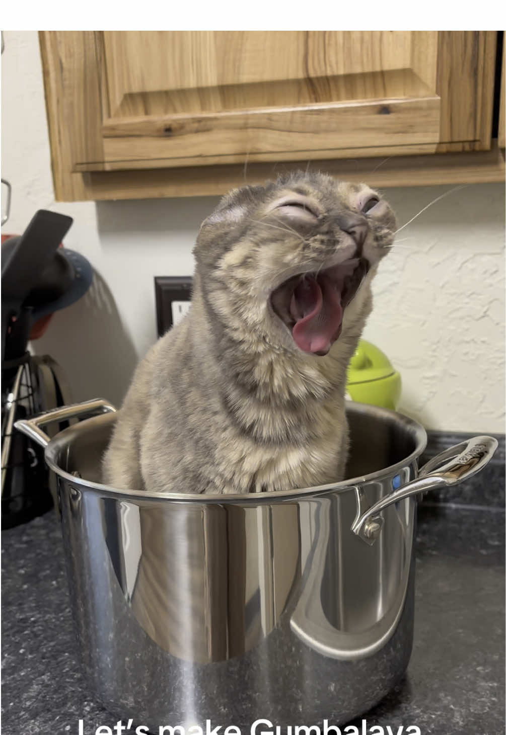 This recipe might be a bit spicy 😬 #fyp #foryoupage #Gumbus #rescuekitten #kittensoftiktok #rescuecat #catsoftiktok 