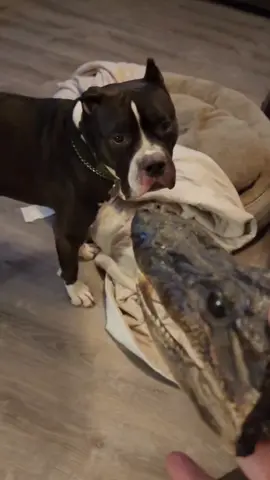 Check it out CLETUS #agewithammo #puppy #dog #funnydog #viral #facebookreels #puppy #dog #funnydog #viral #dogs #lifewithammo #ammoslife #pet #pets #furbabies #adventureswithammo
