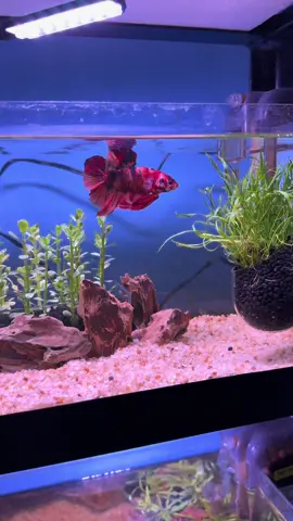 👑 KING-SIZED LOVE for my Giant Betta! 👑 Giving my gentle giants the royal treatment, lush plants, pristine water, and all the TLC they deserve! 🌿💦 Who else spoils their bettas like they’re family? #GiantBetta #BettaTok #ikancupang #ikanhias #FishOfTikTok #bettafish #TitanBetta #BettaFishLover #AquaticKing 