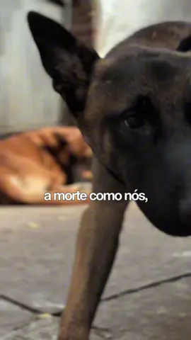 O Luto Invisível dos Cães: Como Eles Compreendem a Partida de Seus Donos #adestrador #micaelazevedo #cachorros 