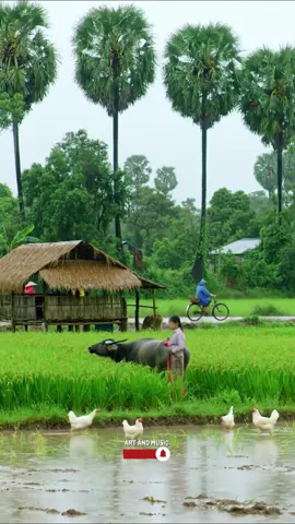 ទេសភាពស្រុកស្រែខែវស្សា#rural #nature #farmer #relaxing #rain #type 