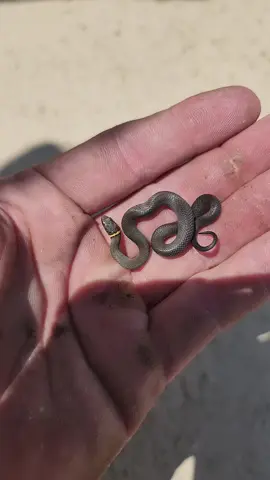 Have you ever seen a cuter baby snake? #snakes #wildlife #animals #animalsoftiktok #fyp 
