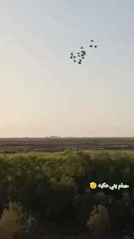 #فكات #لحمام #لحمر #مسافات #طويله #الحي #حمام #العقابي 