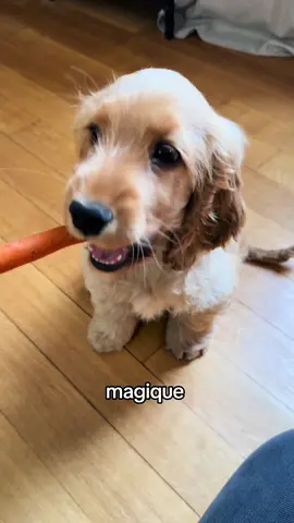 Qui aurait cru que faire ses dents pouvait être aussi stylé ? Carotte 1 – Dents 0 #pepinthecocker #pepinlecocker #pepin #cockerlove #cocker #cockerlife #dogsoftiktok #cockerspanielsoftiktok #cockerspanielmoments #puppy #cockerpuppy #dogoftheday 