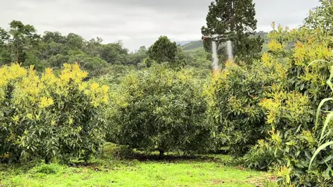#aguacatehass #agricultura #dron #djit50 #fumigacioncondron 