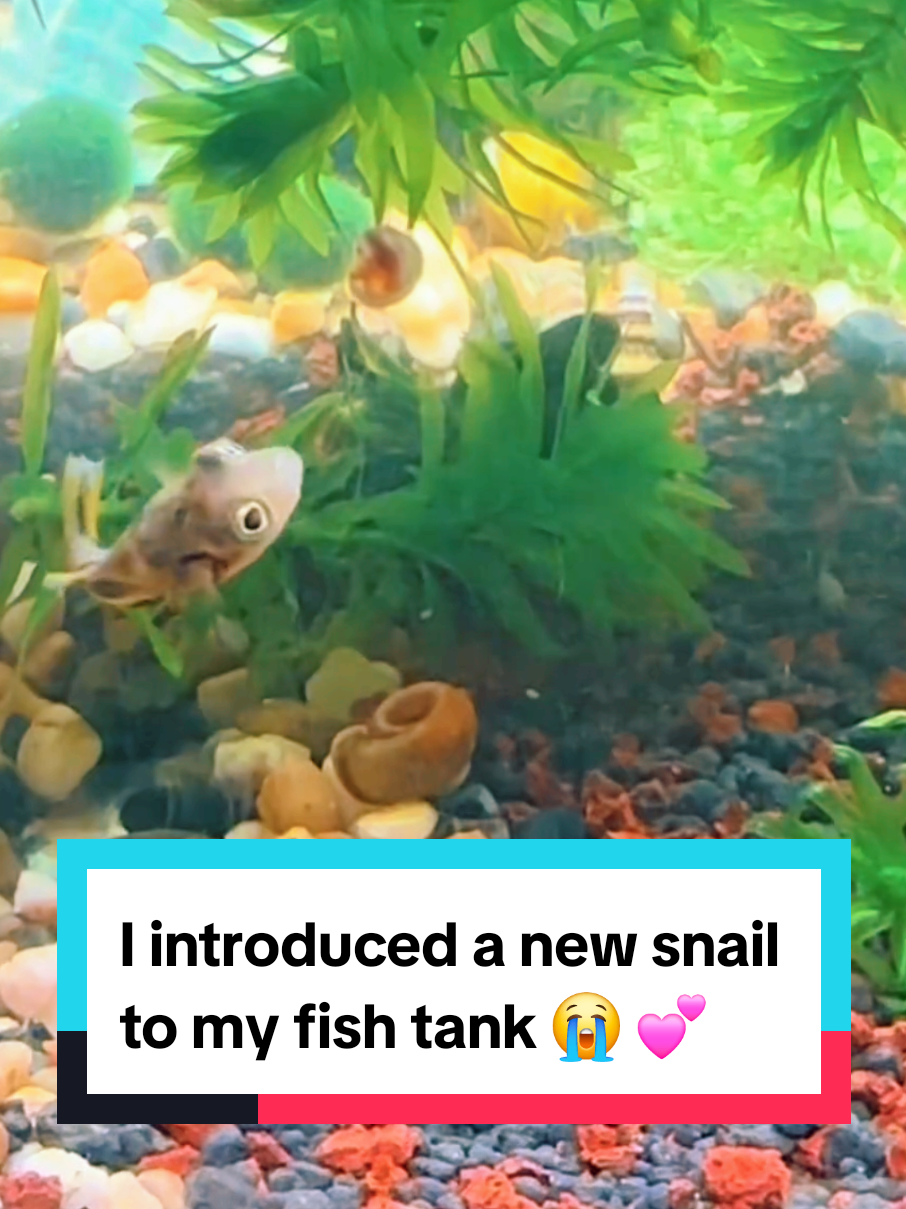 I introduced a new snail to my fish tank 😭 💕 #cutepets 