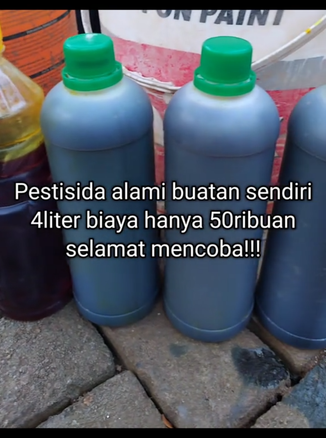 (Js) Jadam sulfur memang manjur bikin petani makmur.terimaksih jadam🙏