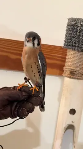 Verlon…or Bob? #americankestrel #kestrel #callingyoubob #wildliferehab 