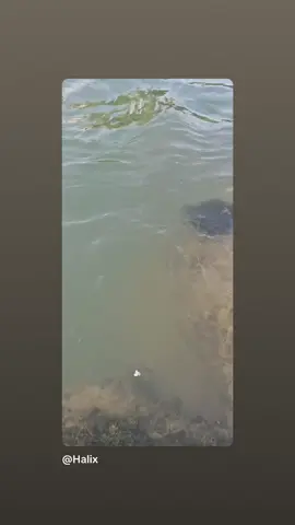#foryoupage #tiktoksrbija🇷🇸 #tiktokballkan #viral 