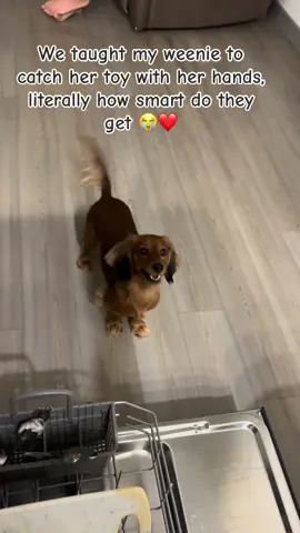 She was watching us catch with our hands so she gave it a go💕🙂‍↔️#weeniedoxie #daschund #girldog #daschundsoftiktok #puppy #puppylove 