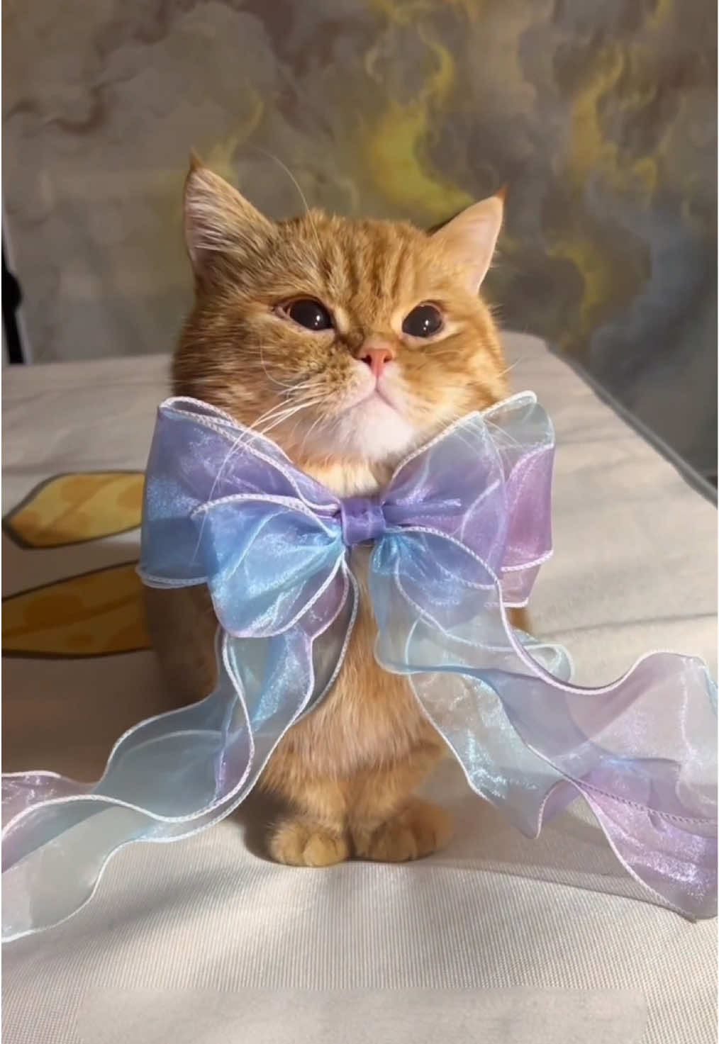 🎀🎀🎀 #cat #pet #catlover #cattok #cute #cathairstyle 