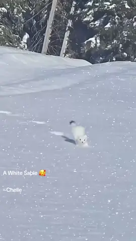 A White Sable hopping through the snow is the cutest thing you’ll see today 🥰.  #animals #nature #happy 