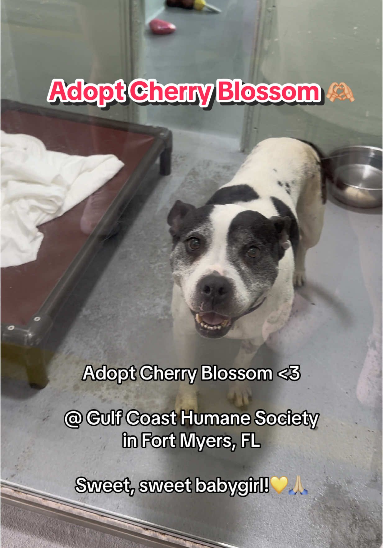 adopt cherry blossom!! #animalwelfare #adoptdontshop #adoptme #shelterdog #foryou                   https://gulfcoasthumanesociety.org/adoptable-dogs/#sl_embed&page=shelterluv_wrap_1740333056%2Fembed%2Fanimal%2FGCFM-A-86283