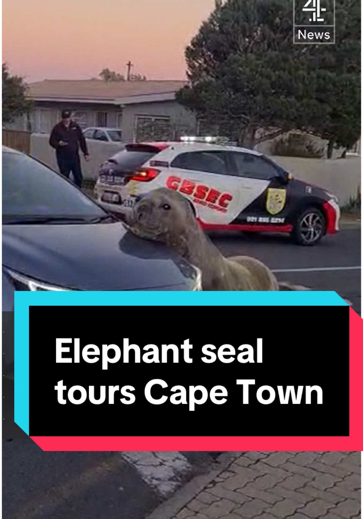 An elephant seal found more than a kilometre inland on the streets of Cape Town has been safely rescued and returned to the ocean. This is Gordy - named by the resident’s of Gordon’s Bay in Cape Town. He weighs a tonne and surprised many people when he appeared one morning a mile from the sea. Gordy is a southern elephant seal - which are normally found close to Antarctica. They tend not to be found resting on cars in suburbia. According to animal rescue officers it took nine hours to eventually coax Gordy back to the Ocean. (edited) #Gordy #ElephantSeal #Seal #SouthAfrica #CapeTown #Gordon'sBay #c4news #Channel4News