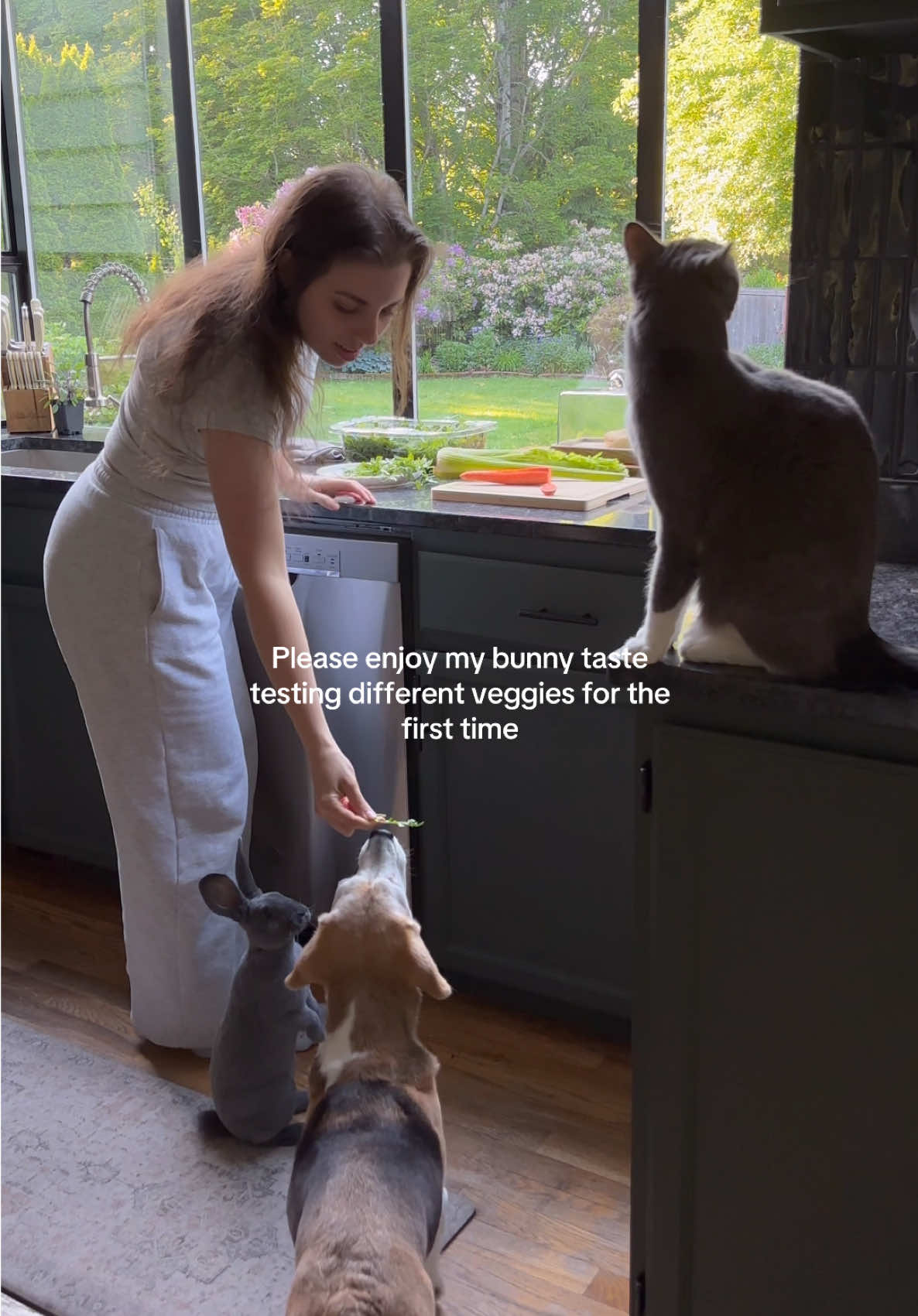 Winnie thinks carrot tops are superior  #bunnies #cats #beagles 