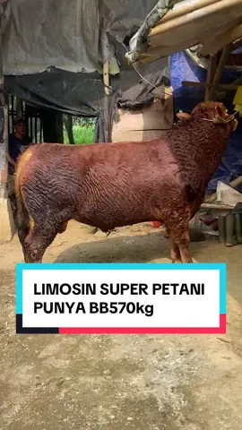 Rawatan petani bismillah H-7 menuju kurban masih ready yu yang mau booking hewan kurban bisa langsung DM✨🤝 - #sapi #sapijumbo #sapiviral #viralvideo #viraltiktok #vira #viralditiktok #terendingtiktok #terendingvideotikto #terending #sapiqurban #masukberandafyp #bayusena77 #fyppppppppppppppppppppppp #fypシ゚ #fypage #fyppp #viralkan #follow #teren #kurban #booking #masukberanda 
