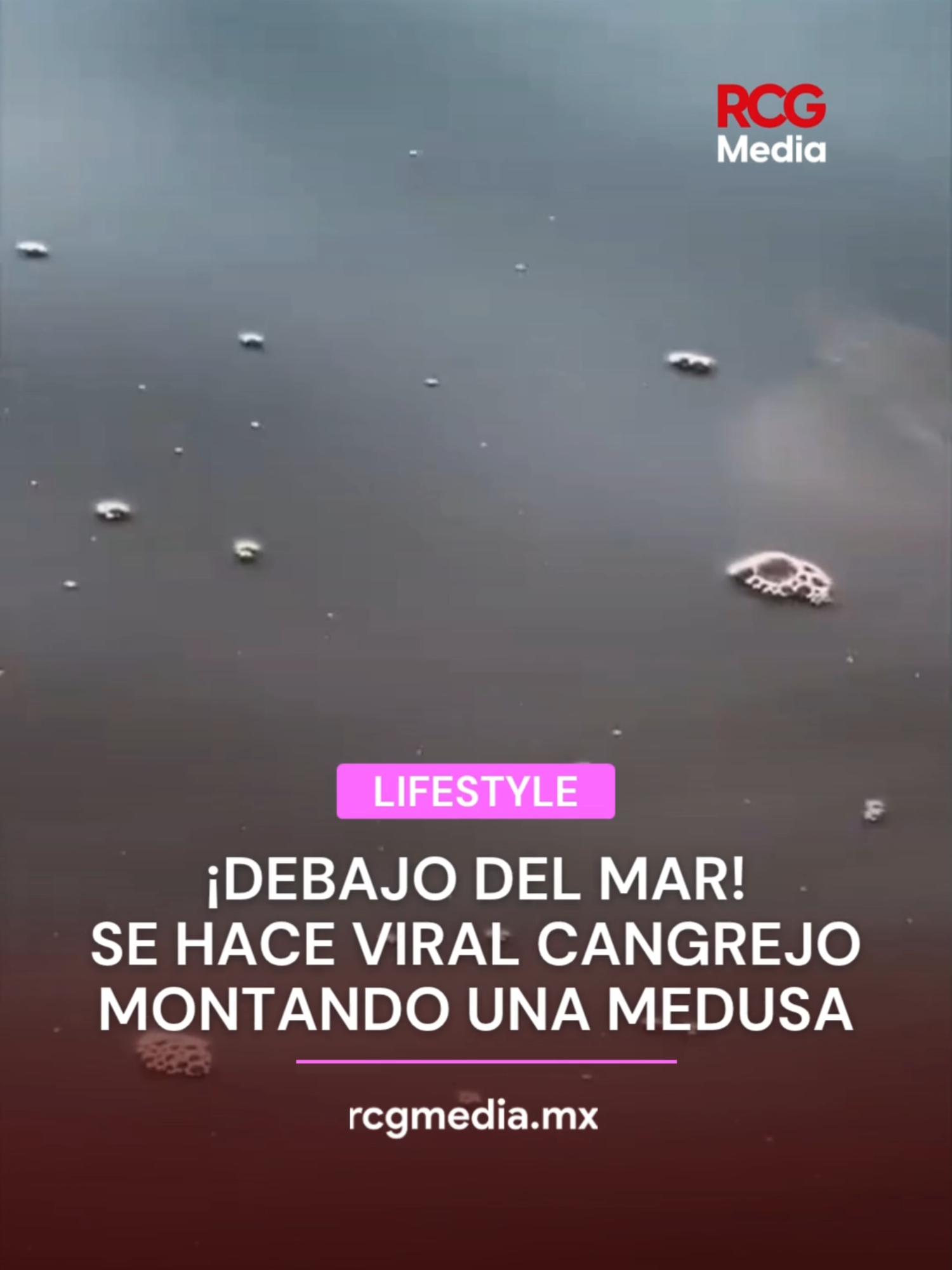 Usuarios compararon el divertido momento con un episodio de Bob Esponja. Por otra parte, científicos han descubierto como los cangrejos utilizan a las medusas como medio de transporte. 📰 Más información en rcgmedia.mx #rcgmedia #cangrejo #mar #medusa #viral