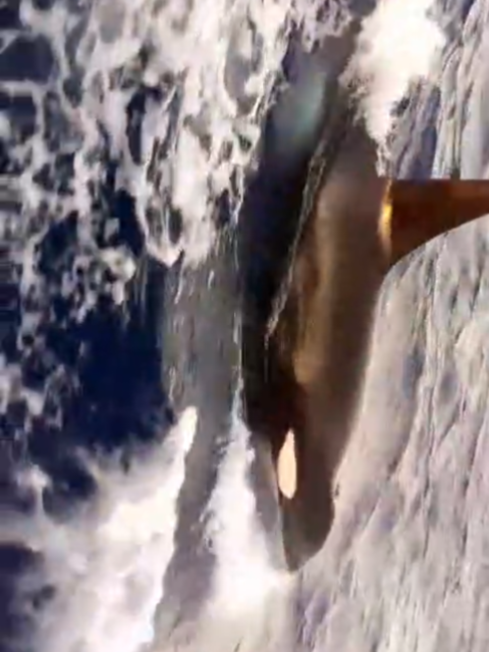 PESCADORES SÃO SURPREENDIDOS  POR GRANDE ANIMAL MARINHO,QUE VOS SEGUE POR BAIXO DA EMBARCAÇÃO......#passeio #pescando #peixes #pescaria #fenomenosnaturales #BALEIA 