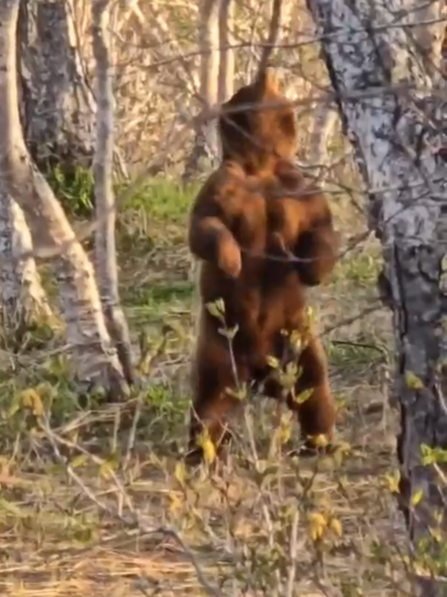 #камчаткасити #камчатка #медведи #медведь #kamchatka #bear 