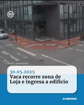 Una inusual escena alteró la aparente calma que se percibía en una de las calles de Loja, en el sur de Ecuador. Según registros de cámaras de seguridad, este miércoles, 28 de mayo, una vaca circuló de manera libre por una zona de la ciudad. Este hecho se dio a las 12:51 en las calles Alonso de Mercadillo y Juan José Peña, a dos cuadras de la plaza de la Independencia de San Sebastián, en el centro lojano.