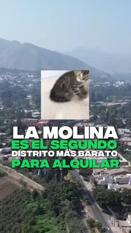 ¿La Molina es más barato que San Miguel? 😮 Muchos creen que vivir en La Molina es caro… pero es el segundo distrito más barato para alquilar en Lima. 📊 Según Urbania, el alquiler promedio de un depa de 3 dormitorios en La Molina es de S/ 2,364, mientras que en distritos como San Miguel o Surquillo supera los S/ 2,800. 🌿 ¿Por qué tan barato? Tiene que ver con su ubicación más alejada, menos conexión al transporte masivo y gran oferta de viviendas. 🏡 Aun así, es un distrito seguro, con parques, colegios top y buena calidad de vida. ✨ Si estás evaluando dónde alquilar en Lima, no te quedes solo con los mitos. Compara datos reales. Y si necesitas ayuda, agenda una asesoría gratuita en 👉 decateca.com/agenda Recursos🎥: dronetastico, paisajeart_, mauri.architecture1996, jtvjai, josebustaa #alquilerlima #departamentoslima #lamolina #losolivos #urbania #alquilerbarato #distritoslima #decateca #inversioninmobiliaria #preciosinmuebles #alquilerdepartamentos #lima2025
