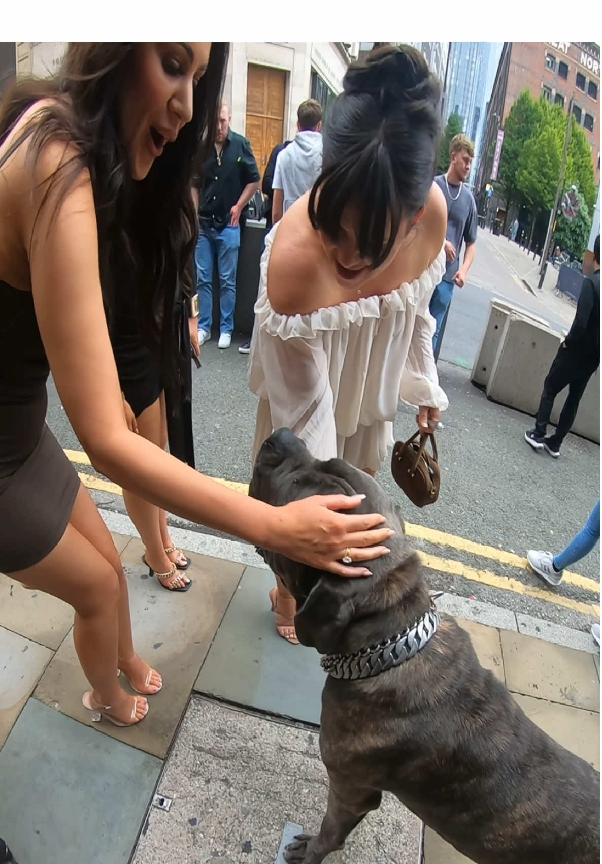 You see Shadow… are you GIVING CUDDLES or RUBBING BELLY? 🐶👇 #fyp #dog #canecorso 