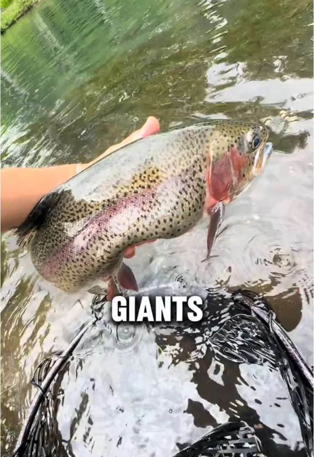 Tiny Pond FULL of Trout! 🌈#fishing #fishtok #fishinglife #trout #troutfishing 