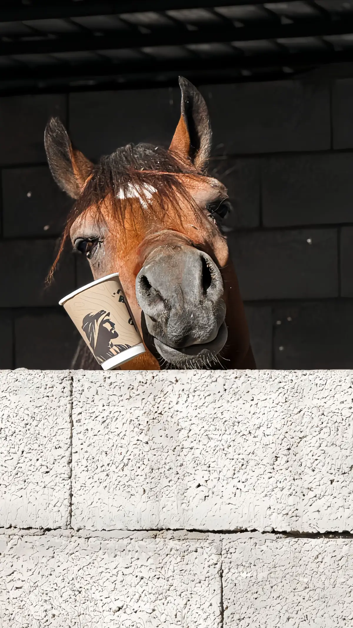 #foryou #fyp #تصوير #الطايف #خيل 