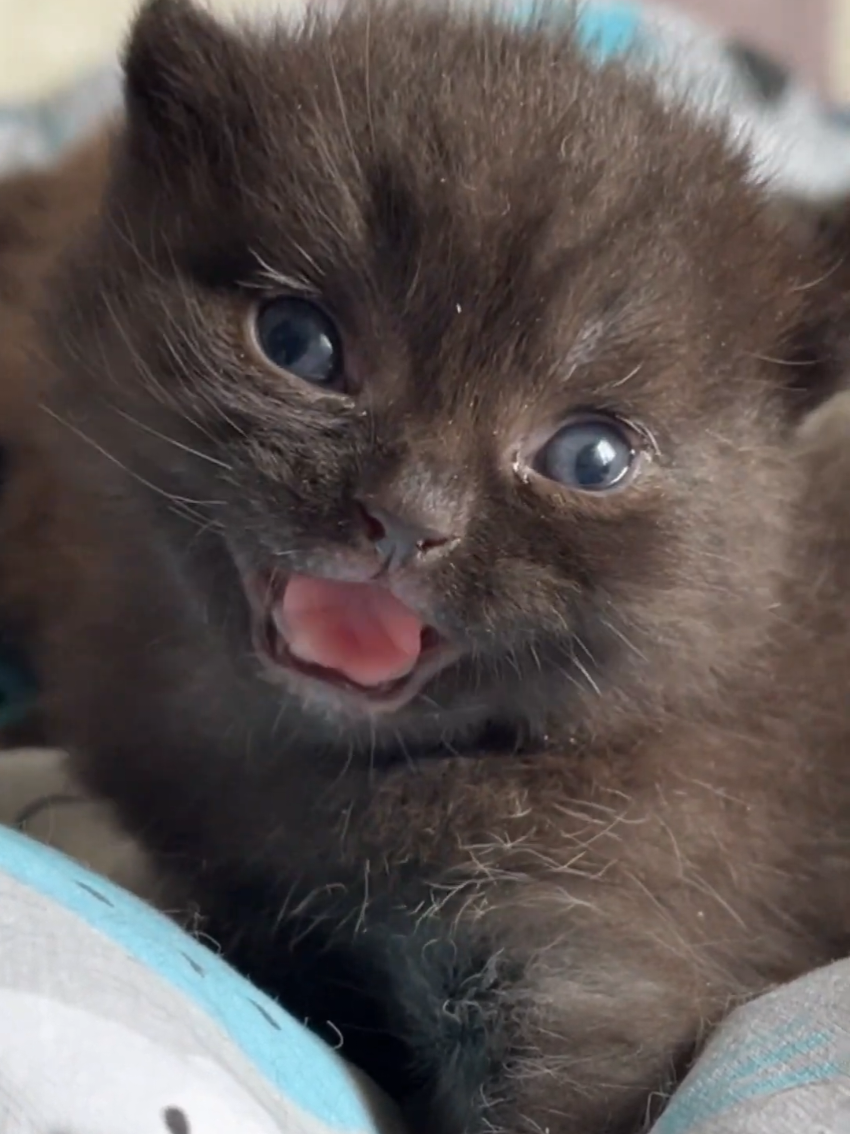 cute British kitten 🤏😻 #kitten #cute #catlover 
