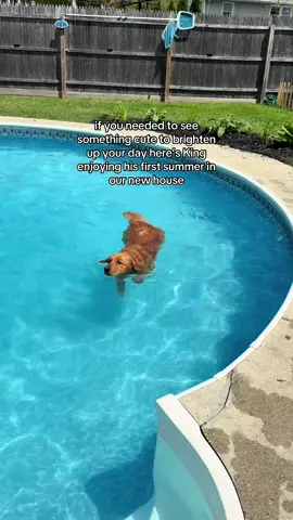 The way he chomps at a bug floating in the water 🤣