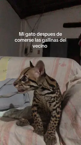 JAJAJAJAJA #humor #gatito #tigrillo #videoviral 