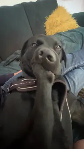 nom nom nom #toes #nibling #ilikeeatingstones #dogtiktok 