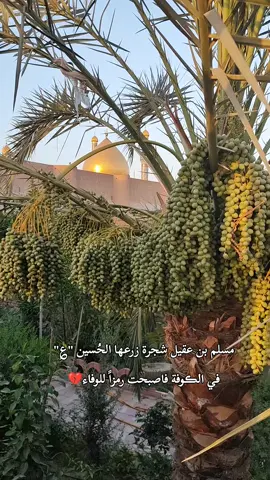 #عظم الله أجورنا وأجوركم باستشهاد سفير الحسين ع مسلم ابن عقيل ع