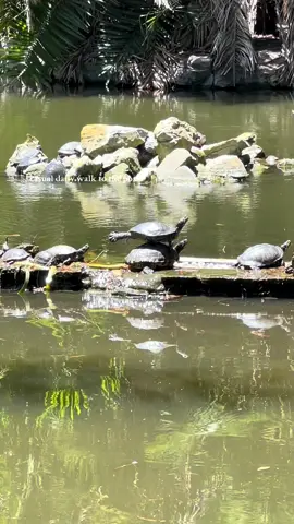 What our daily walk consisted of 😂😂 #pose #turtle #turtles 