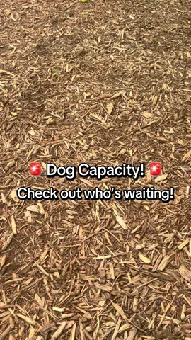 Help us find new loving homes for our dogs! 🏡 We currently have OVER 120 dogs right now 🐶. Help us by adopting, sharing, liking, commenting, or donating through the link in bio! 💙🐾