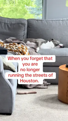 Now imagine that in the middle of the night. It’s terrifying. 😂#otto#rescue#pitbullsoftiktok 