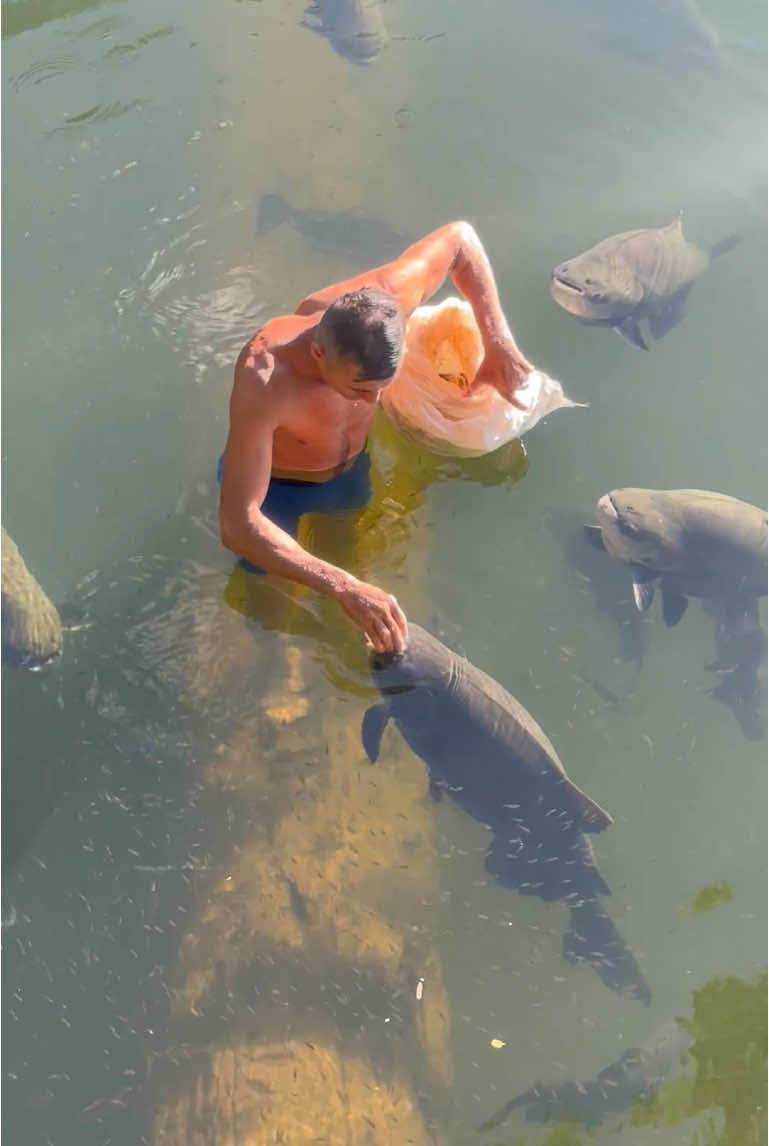 #valdemir Encantador de peixe gigante 