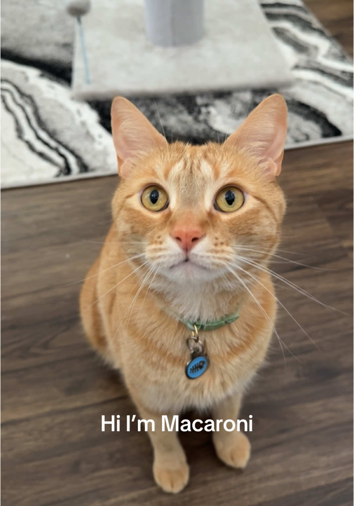 Hi #macandcheesethecats #macandcheese #catmom #macaroniandcheesethecats #macaroniandcheese #macattack #orangecat #smackaroni #orangecatsoftiktok #stopyourescaringme #warningpaw #orangecats #orangecatbehavior 