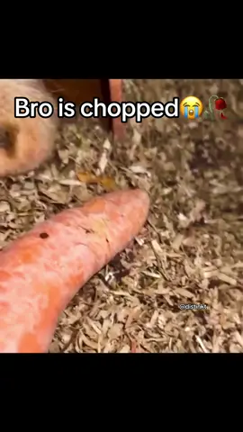What did I just get😭😭 #funny #bills #animal #donpollo #hilarious #funnyvideo #dog #billcollector #viral 