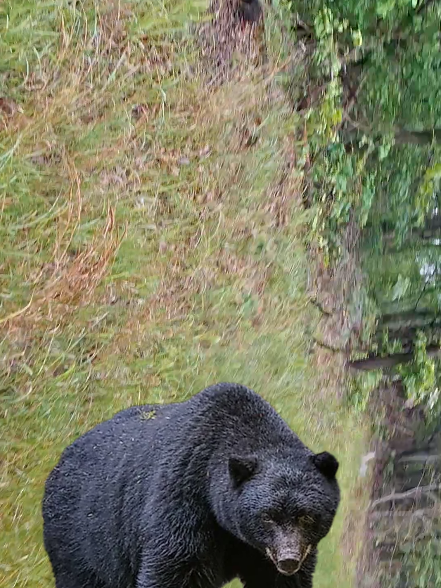 I got outta the 🚚 to take A💧 leak & spotted A 🚚🏃🏿🦛 🐻 Cumberland Maryland 🤦🏿‍♂️👀😳 #wildlife #wildanimals #b#bears #caughtoncamera #runningscared #scardycat #foreducationalpurposeonly #noonewasharmedinthemakingofthisvideo #keepasafedistance #stayback #getaway #cumberlandcounty #cumberland #maryland #cumberlandmd #bearsighting 