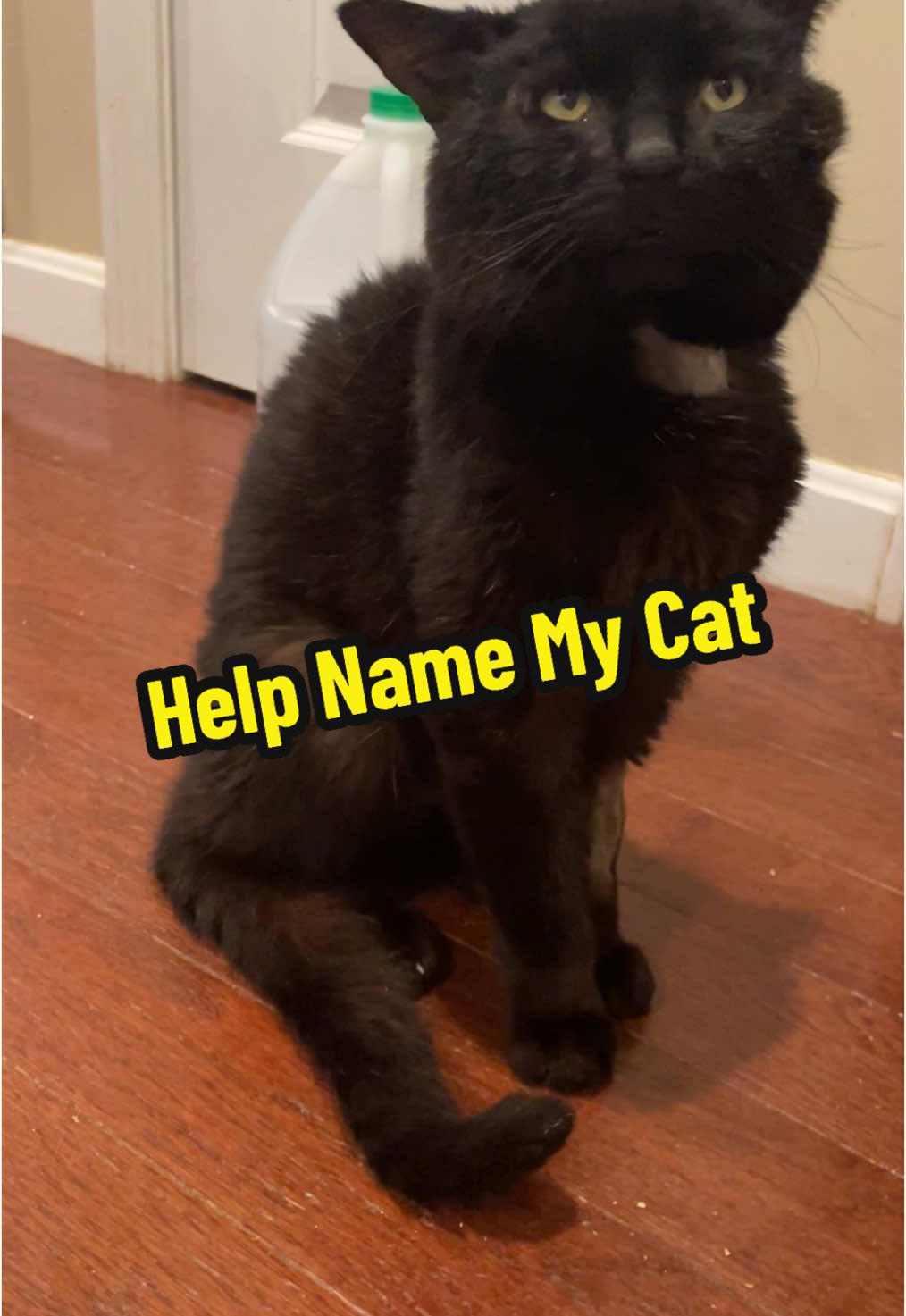 I dont like to repeat names & I don’t usually like non-human names. Thank you ! He was a k*ll list rescue kitty. I still need to post his video of him arriving here. #catsanctuary #namemycat #specialneedscat #cattok #blackcat #rescued #catparadise #meow #catfamily #sheltercat #arewehomeyet #arewehomeyetcatsanctuary #nokillnation #catsoftiktok 