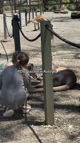 Feeding Roos in my crocs 😅 doesn’t get more Aussie than that 🦘 . . . . #kidsoftiktok #australia #australian #kangaroos #fyp #fyl #holiday #aussietok #aussie #aussiethings @Currumbin Wildlife Sanctuary 