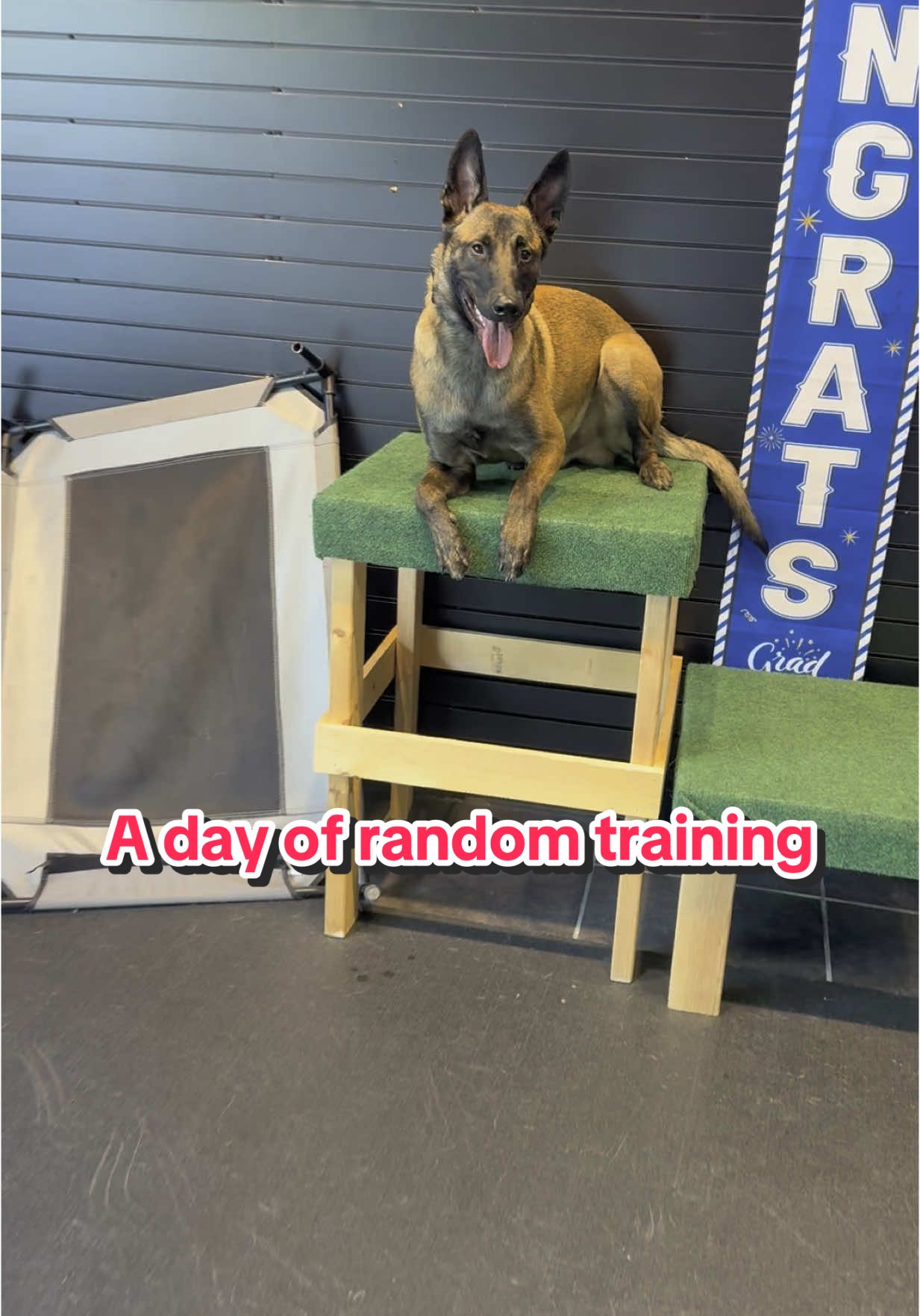 Riot got to try out a slatmill for the first time!!! #f #fyp #fypシ #fypシ゚viral #tiktok #foryou #foryoupage❤️❤️ #fy #viraldogsoftiktokviral🐶🦮 #viraltiktok #dogtrainersoftiktok #wellbredpurebred #maligatormom #maligator🐊 #biteydog #maligator #malinoisoftiktok #belgianmalinois 