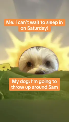 EVERY TIME!   #dogs #dogproblems #saturday #sleep #havanese #tummy #trouble 
