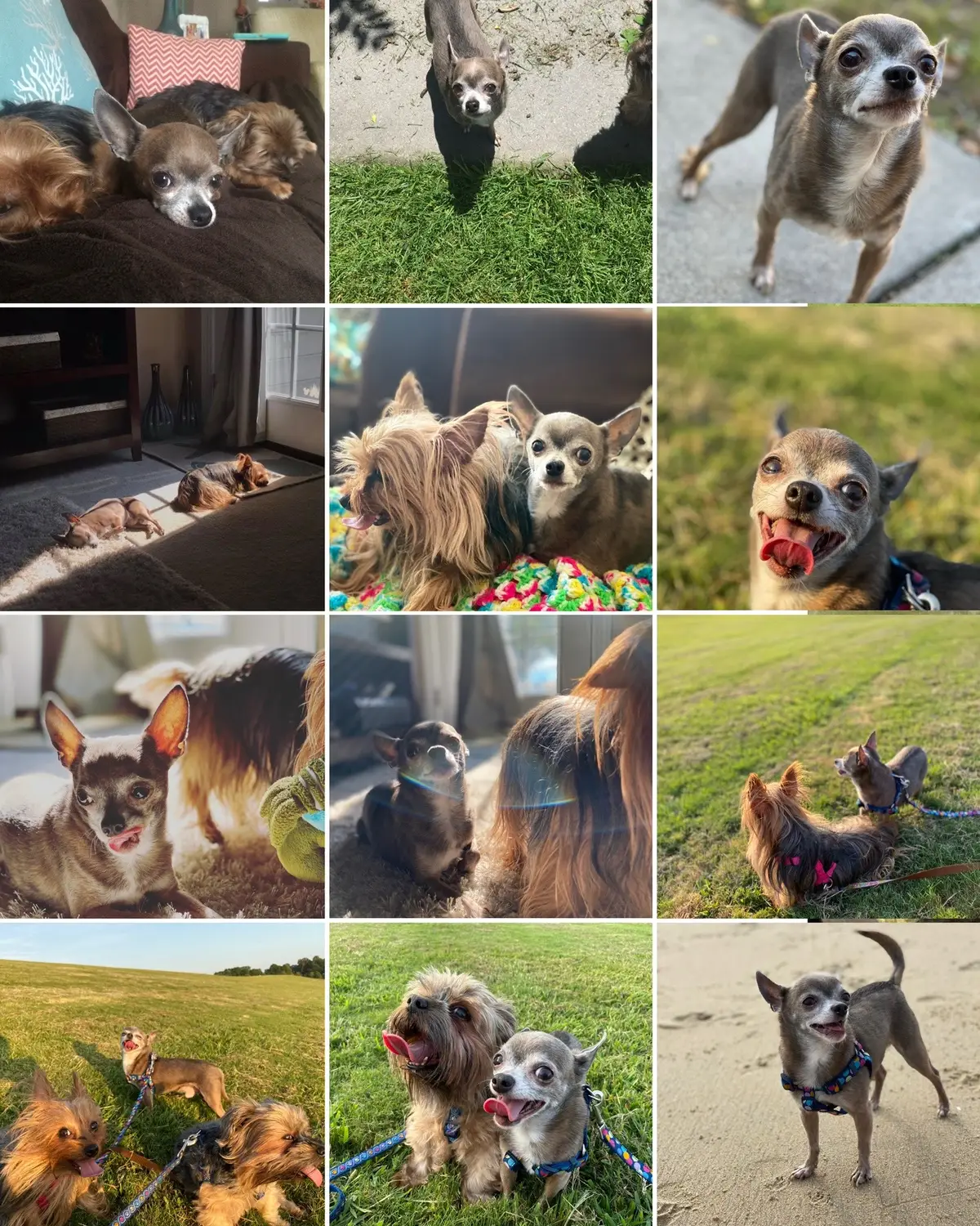 Oh my sweet gizmo. Words could never convey how much I loved being your mommy. From the moment I first saw you at the SPCA to the moment you took your last breath, you were mine and I was yours. I watched you grow from a scared little boy to being the boy that stole everyone’s heart. I truly don’t know a single person who hasn’t instantly fallen in love with you. And how lucky was I to call you mine? I will miss my sweet gizmo kisses, but I’m glad you are no longer in pain. I hope you are running around again, basking in the sun and getting all the snuggles. RIP my sweet boy 🌈  Needless to say, but I have been MIA for the past couple days and will probably be off social media at least through this weekend. I’m taking care of my mental health while dealing with this tough loss. Even though we knew this 16 year old boys time was coming, I was not prepared for him to go down hill so fast this week.  #alldogsgotoheaven