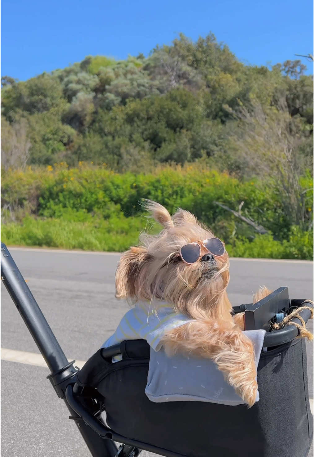 A distinguished senior pup, lounging like royalty in his personal chariot (aka stroller), while the summer breeze playfully tosses his fur back. Sporting a stylish pair of shades and rocking a vacation ready shirt, this cool canine is the very embodiment of laid-back summer bliss. Talk about living your best dog life! #seniordogs  #dogstroller #seniorpetsofinstagram #doglife #dogsummer #summerstyle #dogfashion #petfashion #seniorpetcare #dogsofinsta #doggles #dogglasses #dogsunglasses #summervibes #tiktokpartner #petsofinstagram #petlife #dogstyle #seniorpetlove #pawfect #dogsummer2025 #summerdog #dogmodel #doggram #petparent #dogmom #dogdad